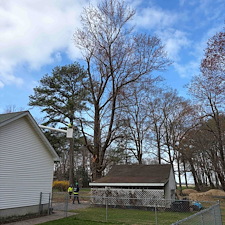 Tree-Removals-in-Easton-MD 1